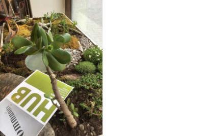 GREEN THUMB - POLLICE VERDE - come nasce un giardino - evento di chiusura